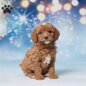 Suzy, Mini Goldendoodle Puppy